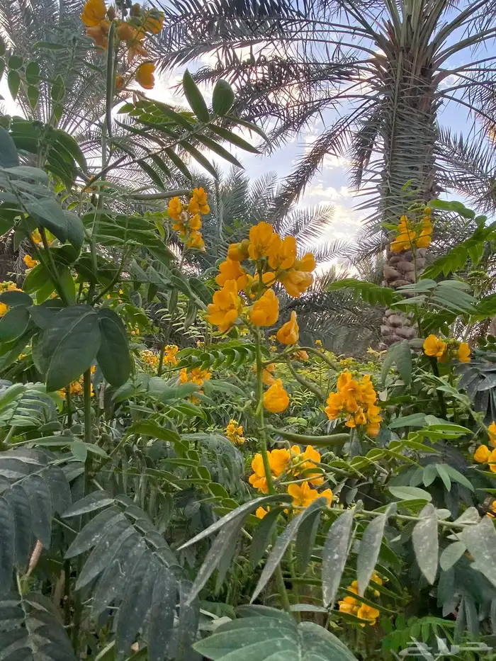 شتلة ورد اصفر طوال العام جهنمية أكاسيا جلوكا 23