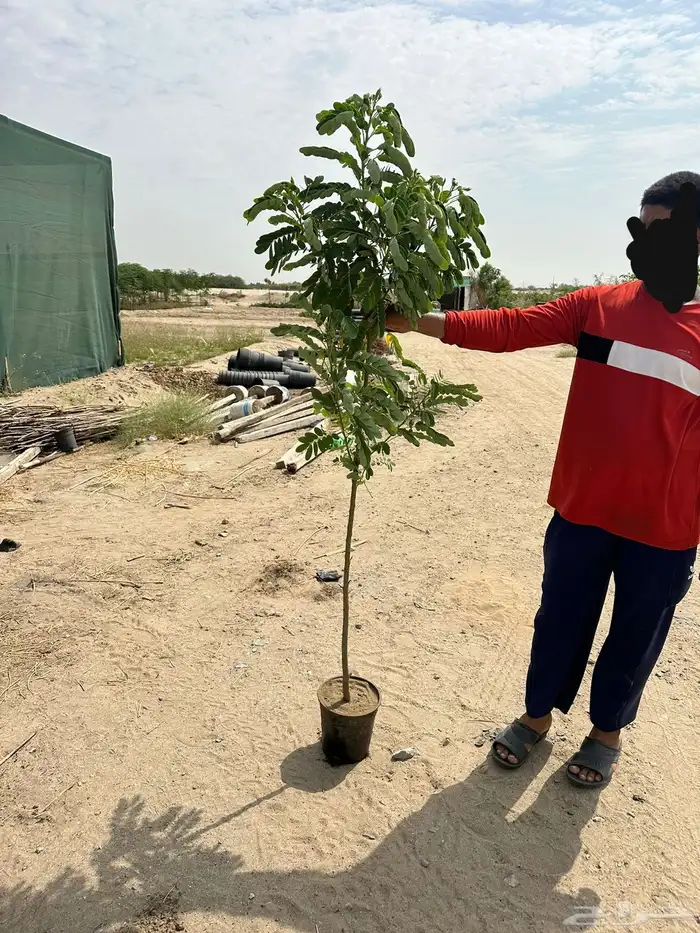 مشاتل توريد للشركات والمشاريع باقل الاسعار وبكميات 3