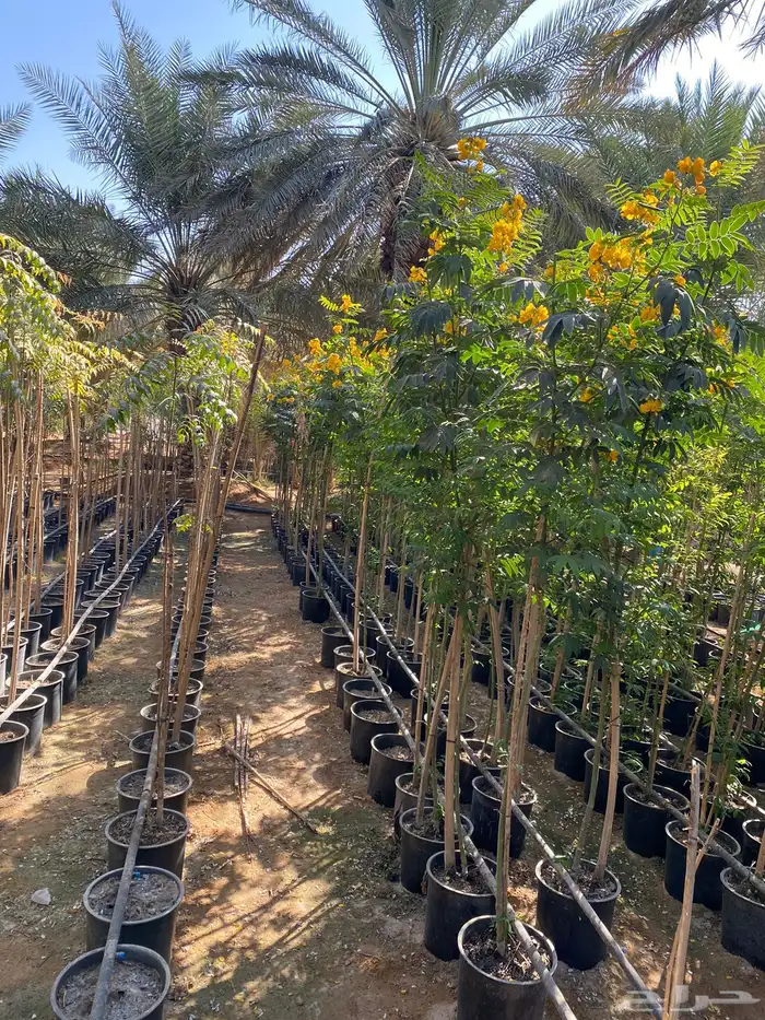 شتلة ورد اصفر طوال العام جهنمية أكاسيا جلوكا 21