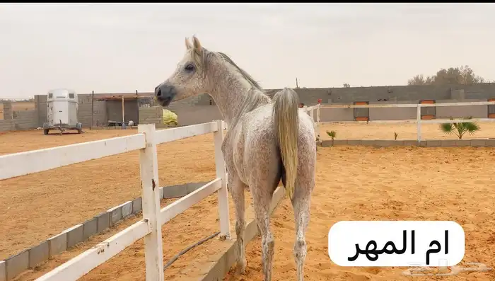 خيل 4