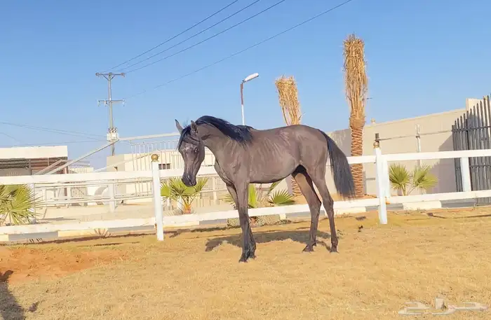 خيل 1