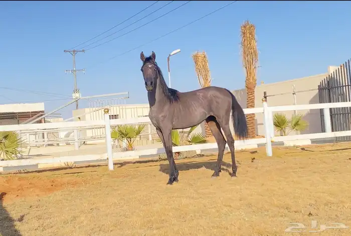 خيل 0