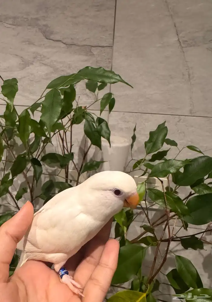 فرخ روز البينو نهاية غر ويكسر حب تم البيع 0