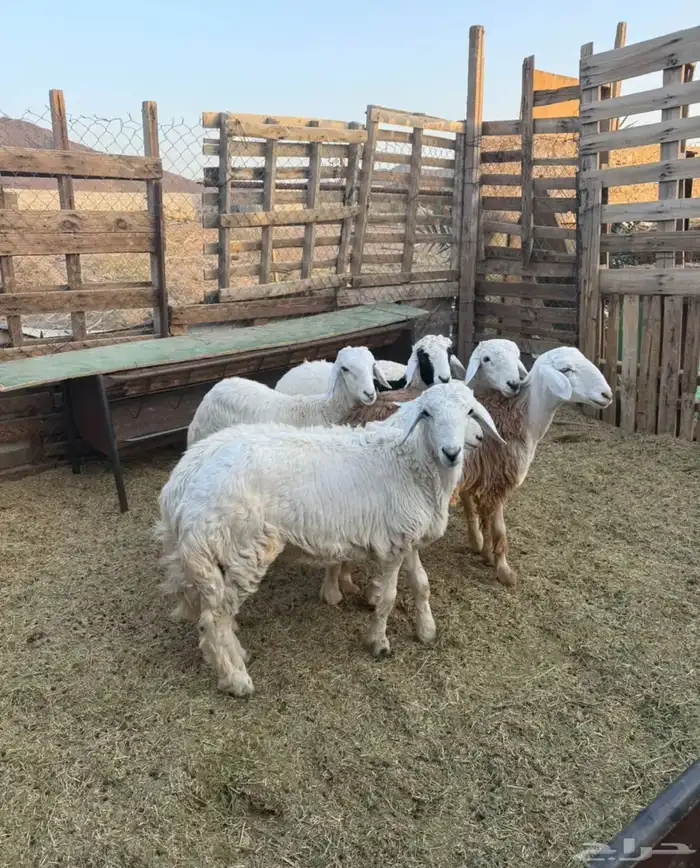 للبيع طليان ذبايح بريه مع خدمة الذبح والتوصيل التكيس وتغليف 9