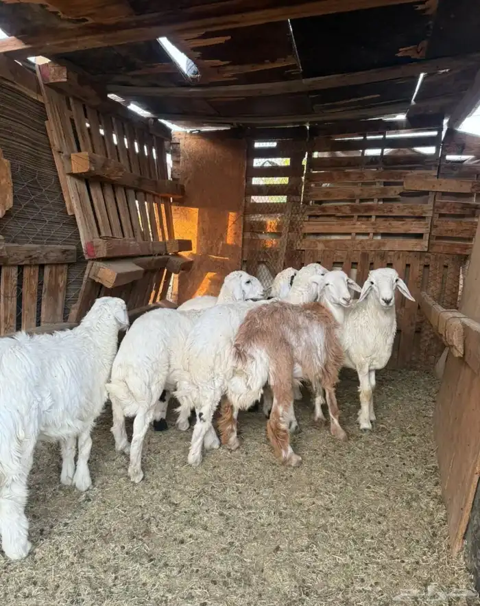 للبيع طليان ذبايح بريه مع خدمة الذبح والتوصيل التكيس وتغليف 8