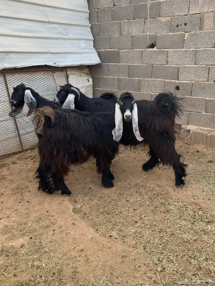 معزا عوارض صنف جفار دفيع تم البيع 11