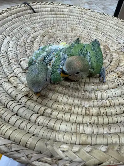 فروخ روز 1