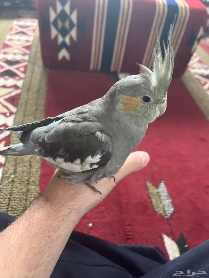 كوكتيل اليف تم بيع 2