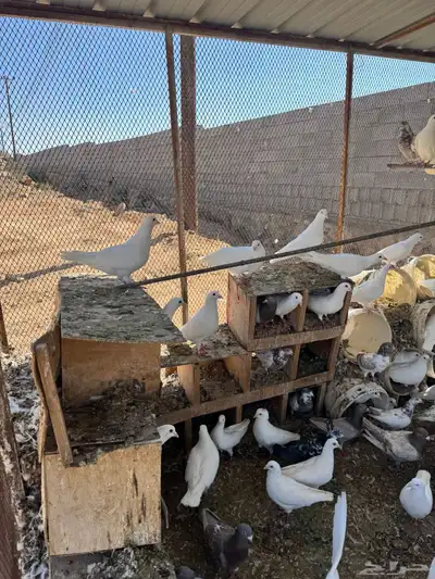 عشه حمام فرنسي جامبو 1
