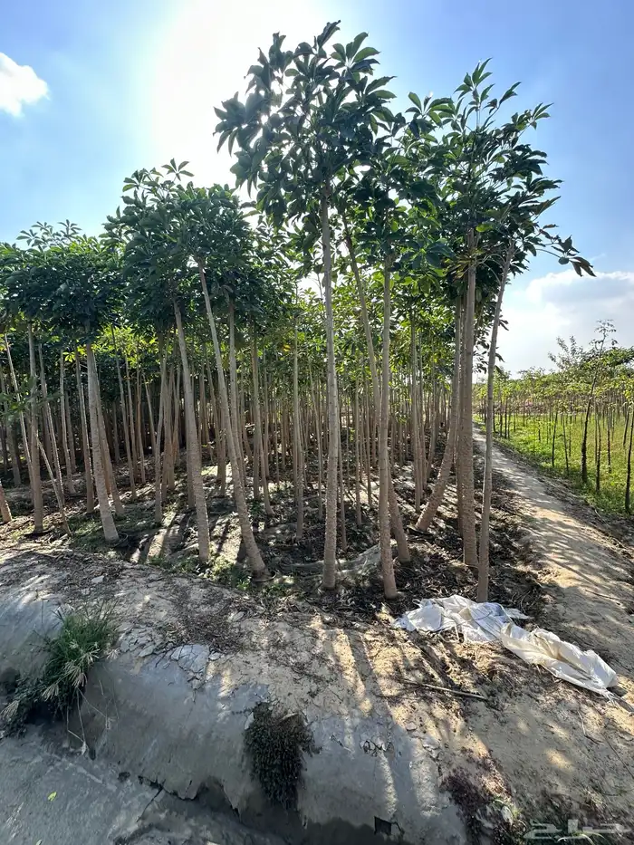 مشاتل توريد للشركات والمشاريع باقل الاسعار وبكميات 15