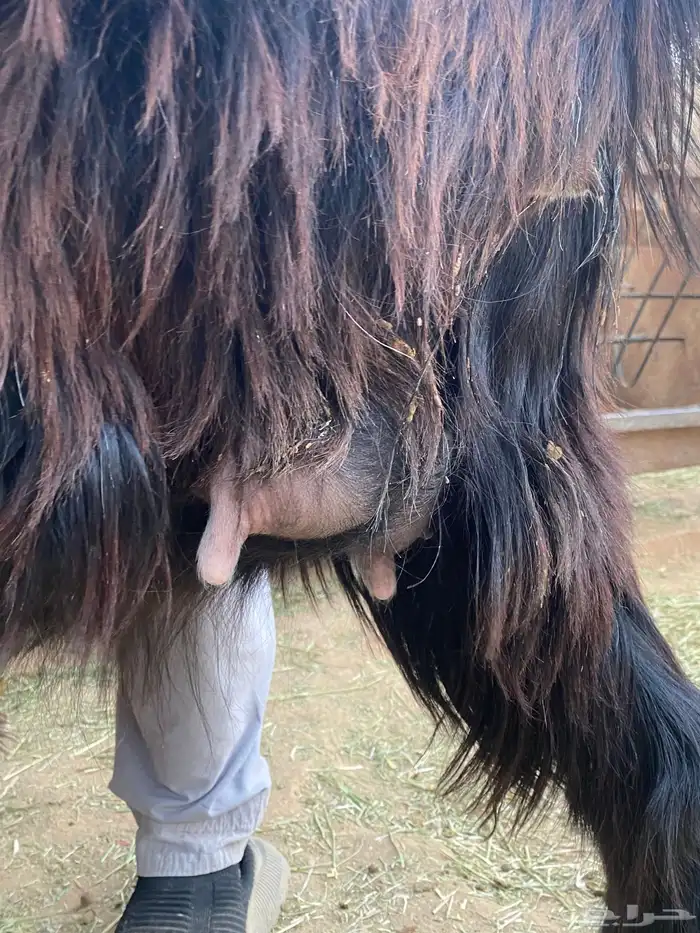 معزا عوارض صنف جفار دفيع تم البيع 15