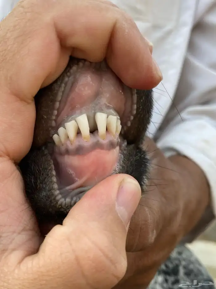 معزا عوارض صنف جفار دفيع تم البيع 18