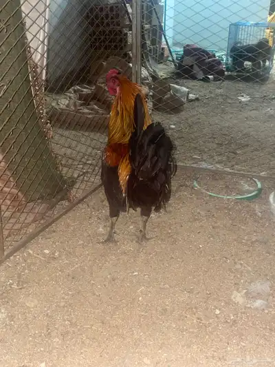تم البيع ديك عربي 1