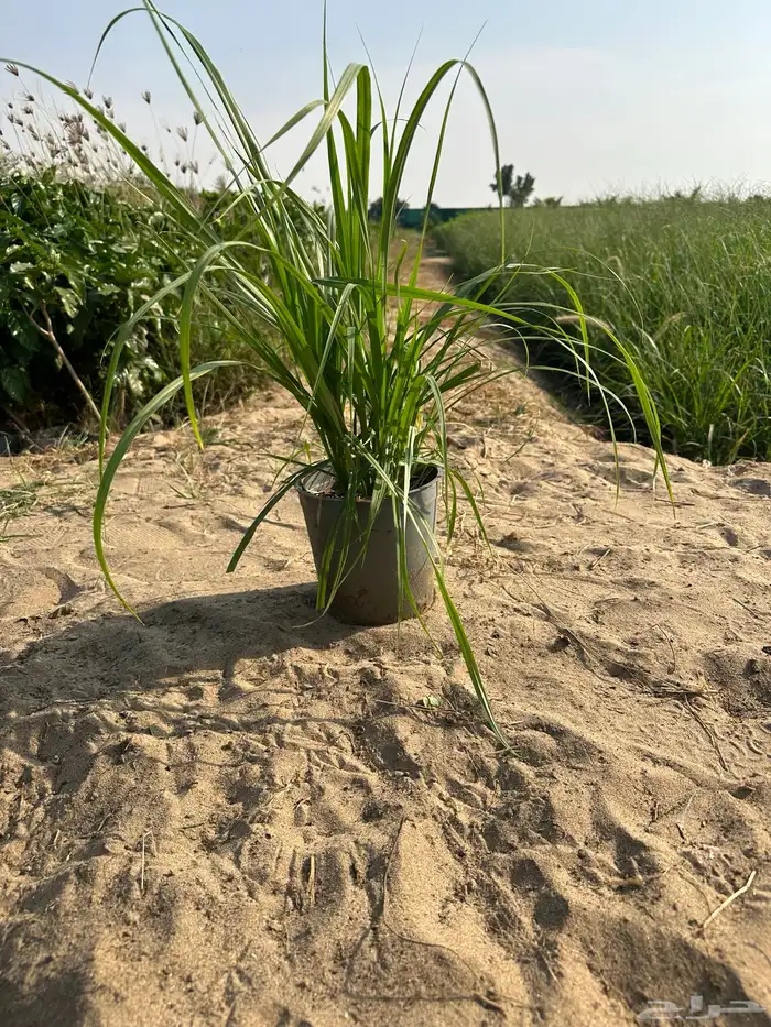 مشاتل توريد للشركات والمشاريع باقل الاسعار وبكميات 11