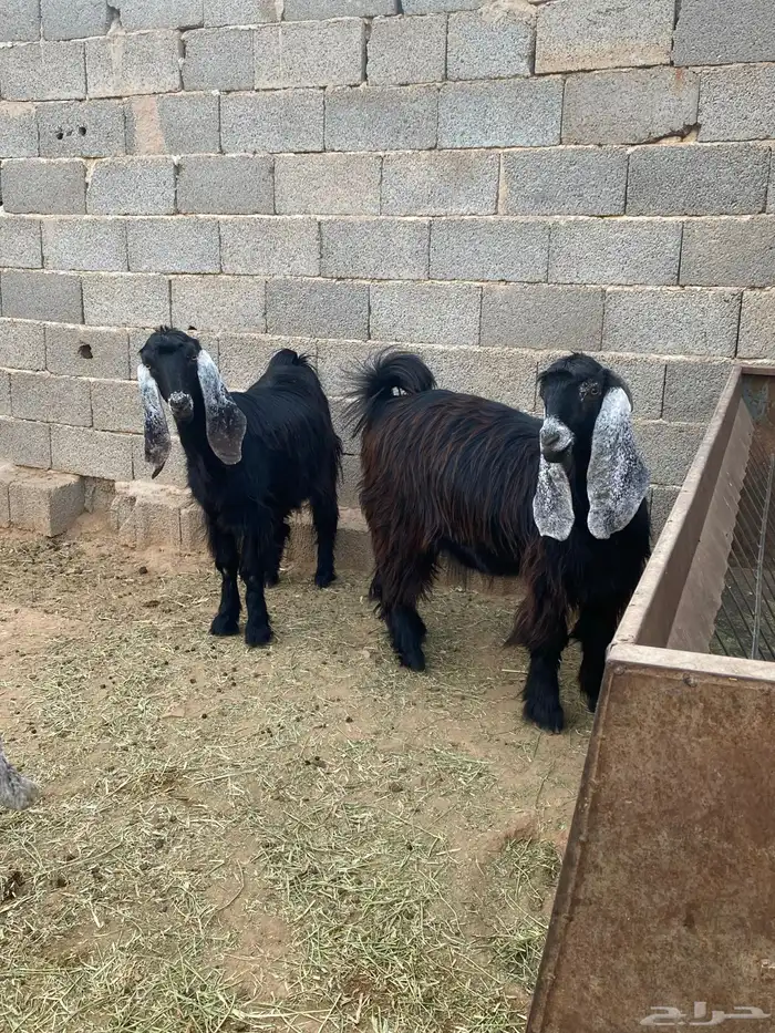 معزا عوارض صنف جفار دفيع تم البيع 10