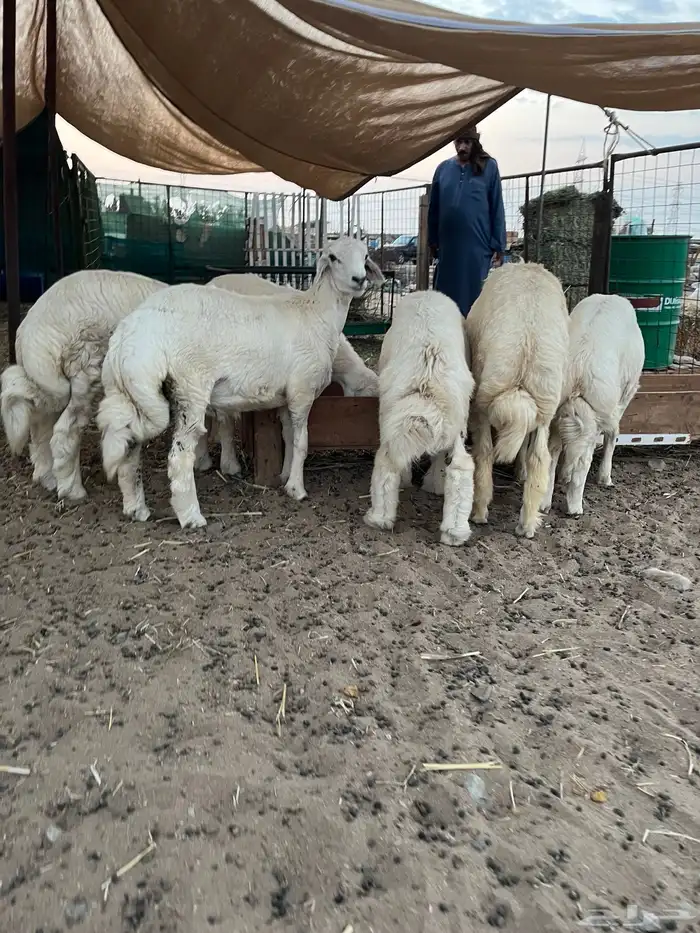 غنم طليان حري فل شحم ولحم 4