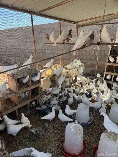 عشه حمام فرنسي جامبو 0