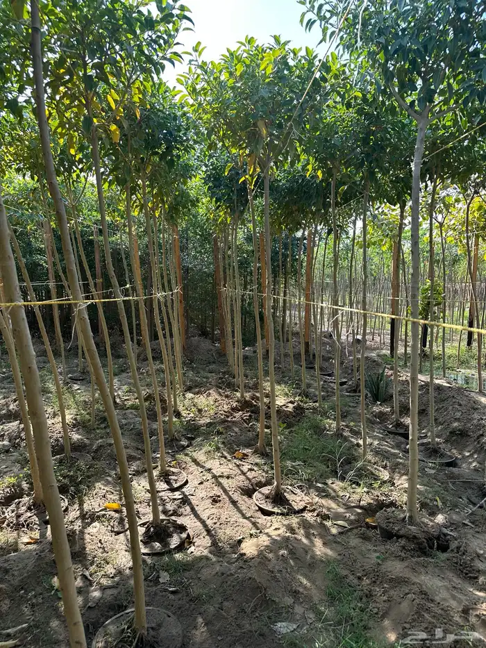 مشاتل توريد للشركات والمشاريع باقل الاسعار وبكميات 14