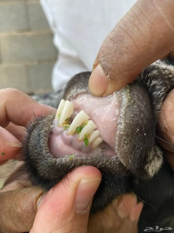 معزا عوارض صنف جفار دفيع تم البيع 20