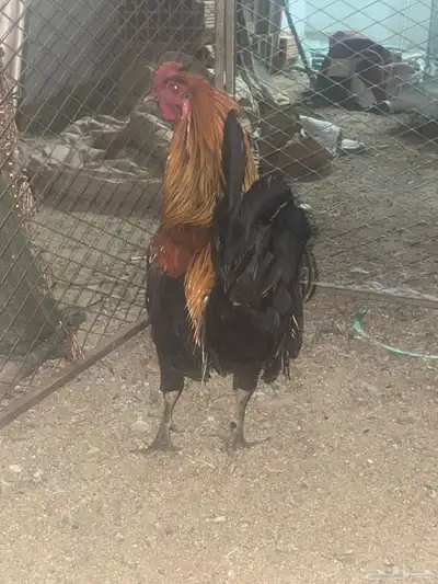 تم البيع ديك عربي 0