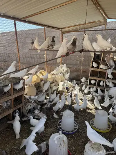 عشه حمام فرنسي جامبو 4