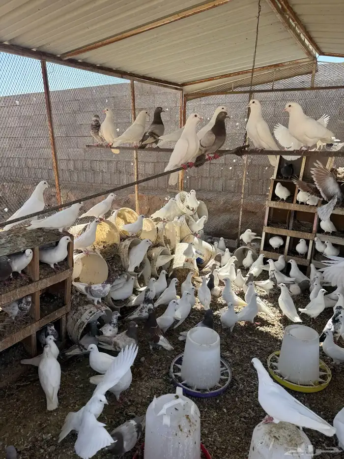 عشه حمام فرنسي جامبو 4