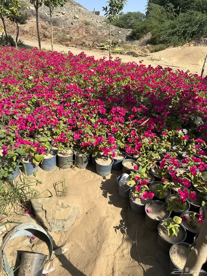 مشاتل توريد للشركات والمشاريع باقل الاسعار وبكميات 6