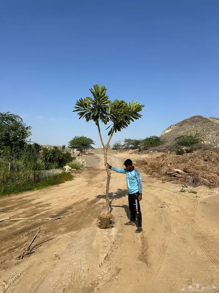 مشاتل توريد للشركات والمشاريع باقل الاسعار وبكميات 16