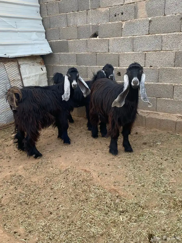 معزا عوارض صنف جفار دفيع تم البيع 12