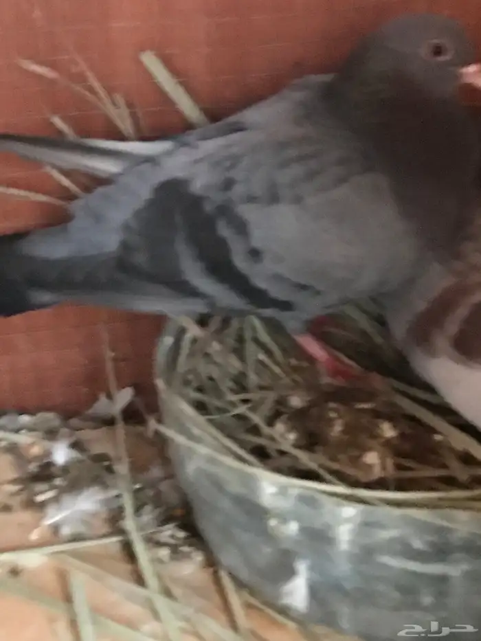 صنعاني اصيل حجم صغير وصوت ناعم 21
