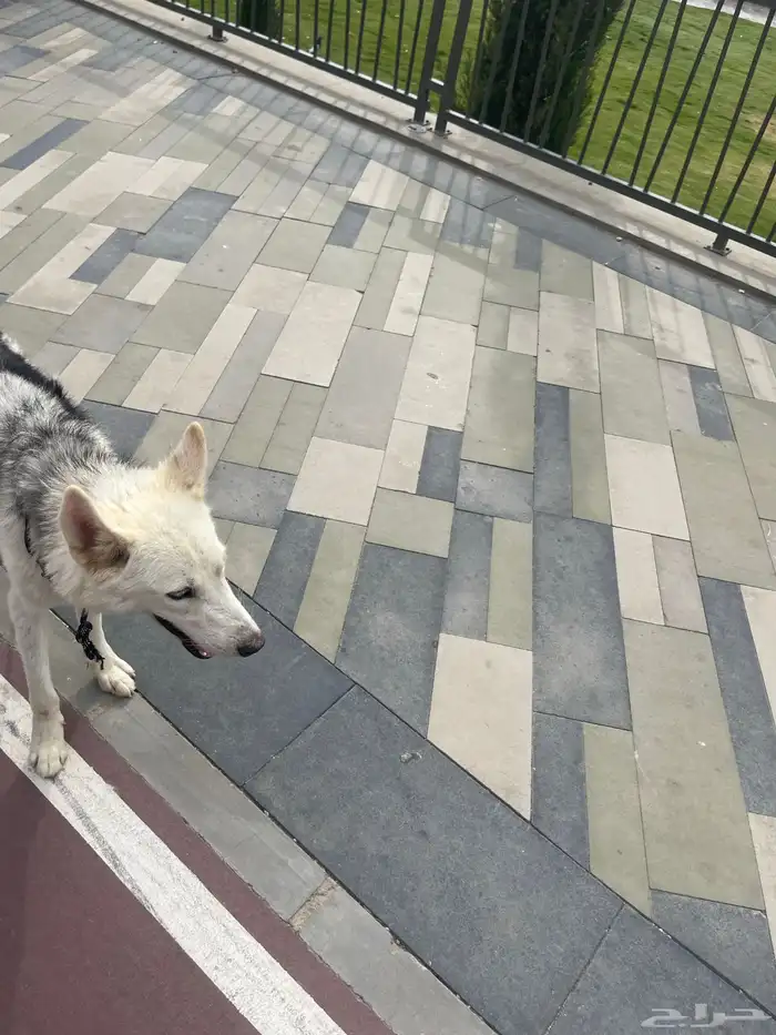 الكلب حقي ضايع اسمه غنوج 0