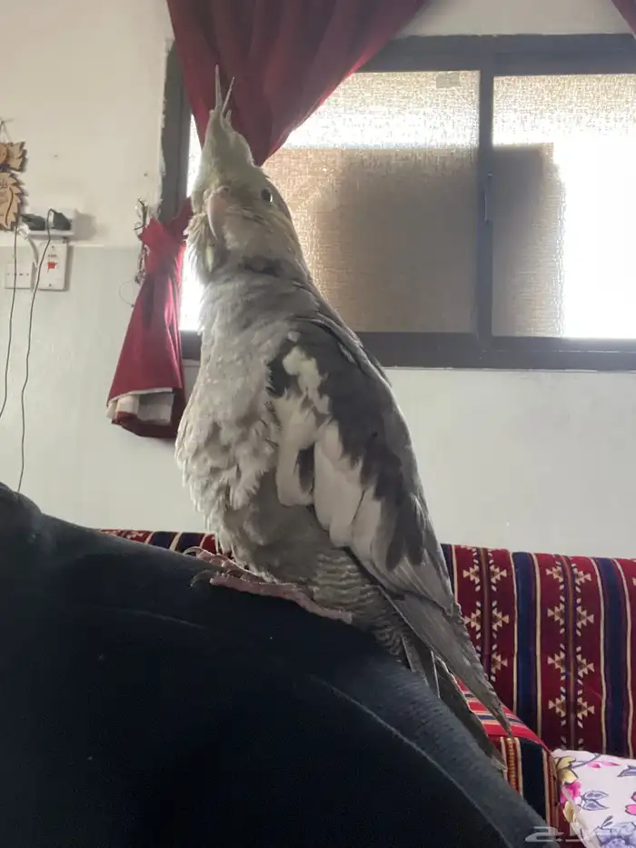 كوكتيل اليف تم بيع 0