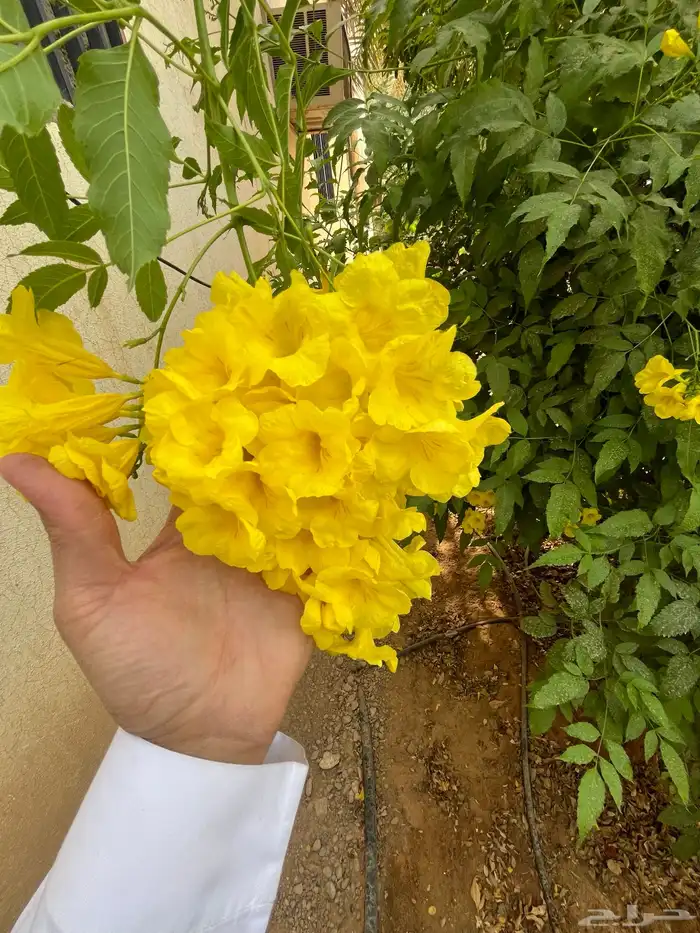 شتلة ورد اصفر طوال العام جهنمية أكاسيا جلوكا 8