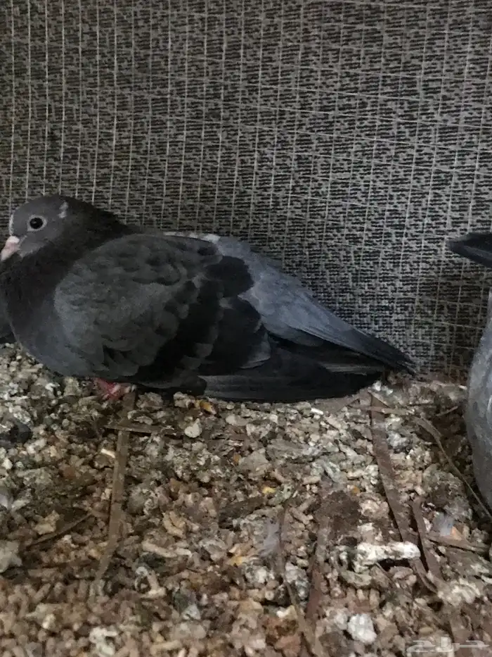 صنعاني اصيل حجم صغير وصوت ناعم 16