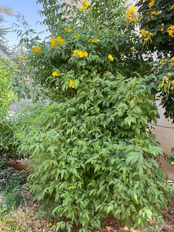شتلة ورد اصفر طوال العام جهنمية أكاسيا جلوكا 5