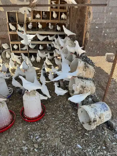 عشه حمام فرنسي جامبو 5