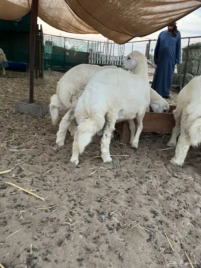 غنم طليان حري فل شحم ولحم 1