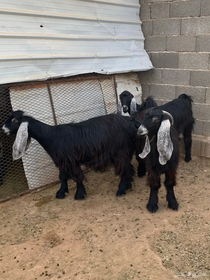 معزا عوارض صنف جفار دفيع تم البيع 3