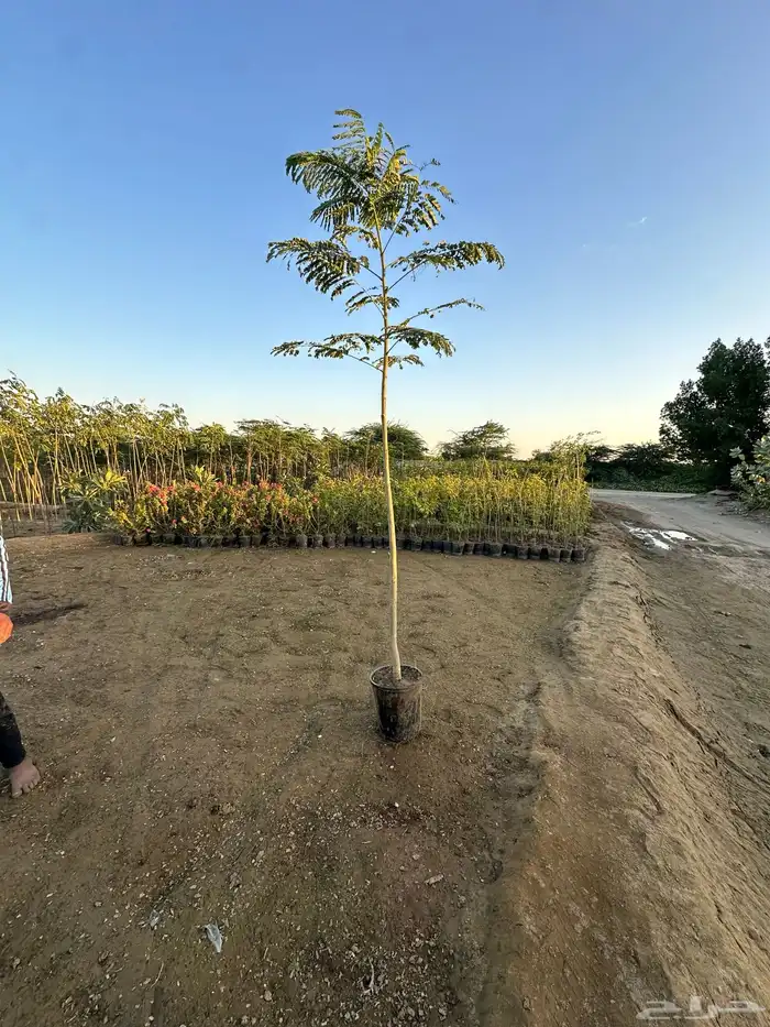 مشاتل توريد للشركات والمشاريع باقل الاسعار وبكميات 17