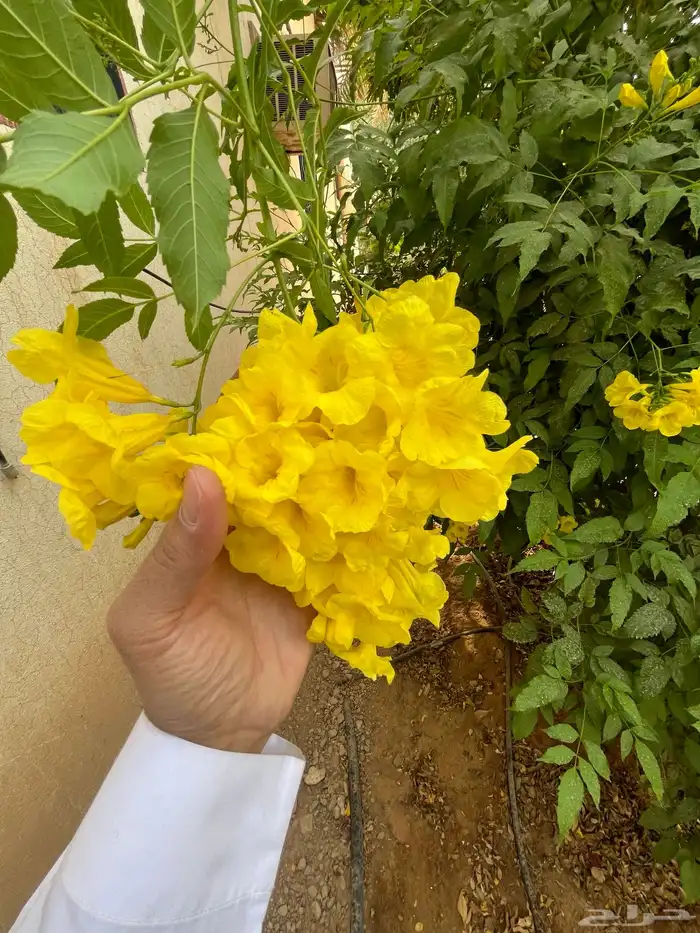 شتلة ورد اصفر طوال العام جهنمية أكاسيا جلوكا 3