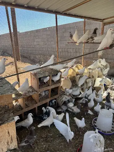 عشه حمام فرنسي جامبو 2