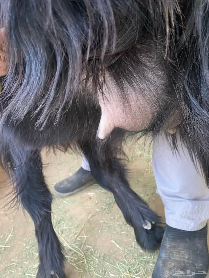 معزا عوارض صنف جفار دفيع تم البيع 16