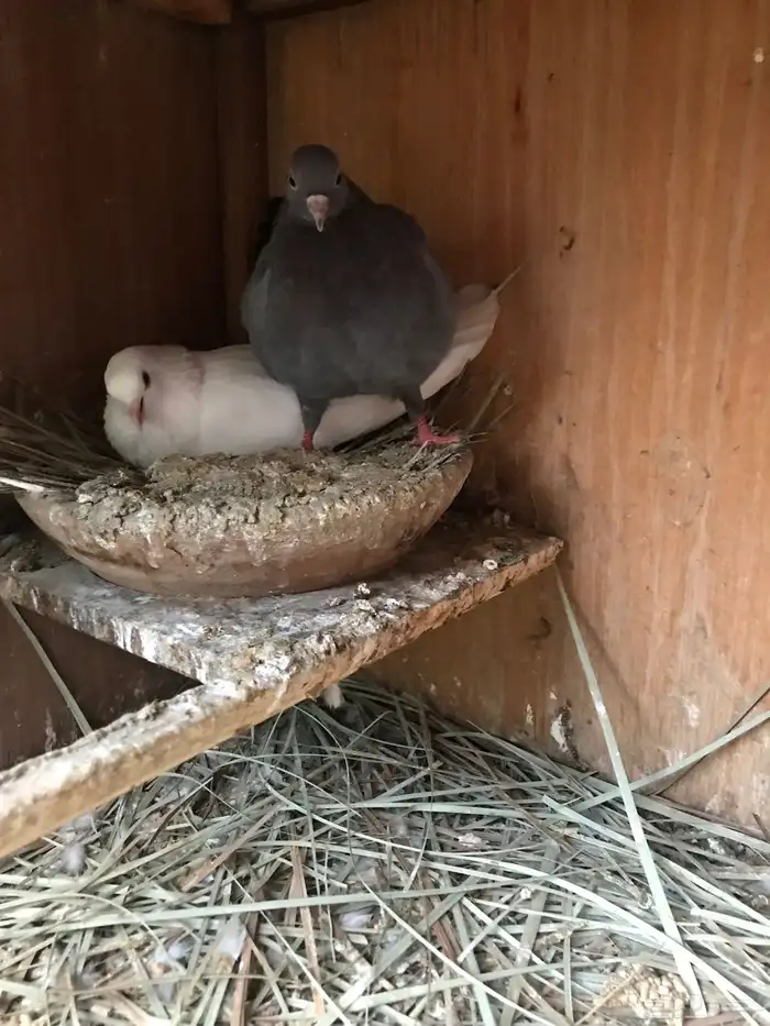 صنعاني اصيل حجم صغير وصوت ناعم 12