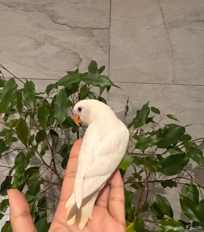 فرخ روز البينو نهاية غر ويكسر حب تم البيع 1