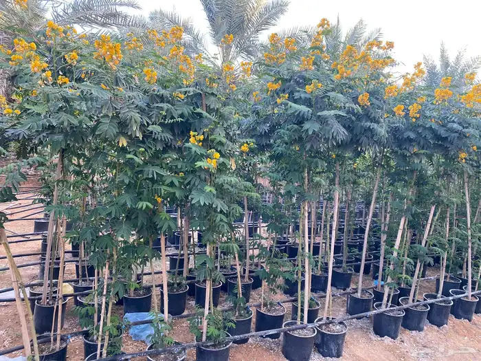شتلة ورد اصفر طوال العام جهنمية أكاسيا جلوكا 20