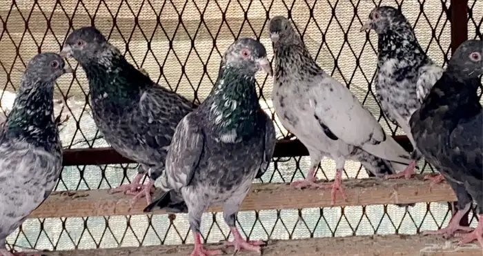 حمام للبيع 2