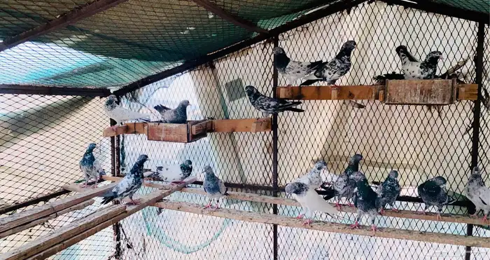 حمام للبيع 0