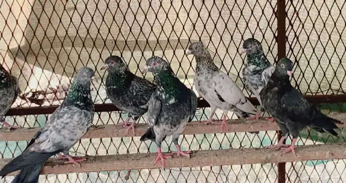 حمام للبيع 3