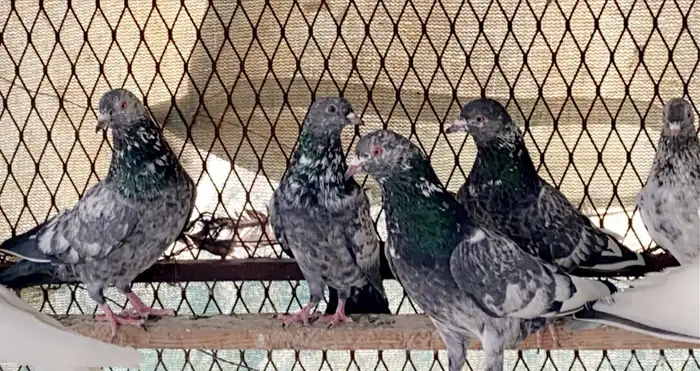 حمام للبيع 1