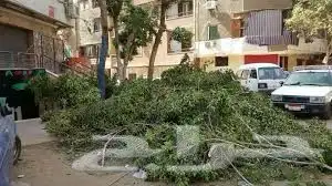 نقوم بقص الاشجار الكبيرة وتقليمها 3
